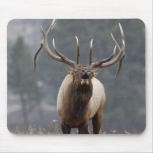Mousepad Alces que bugling, Yellowstone NP de Bull, Wyoming