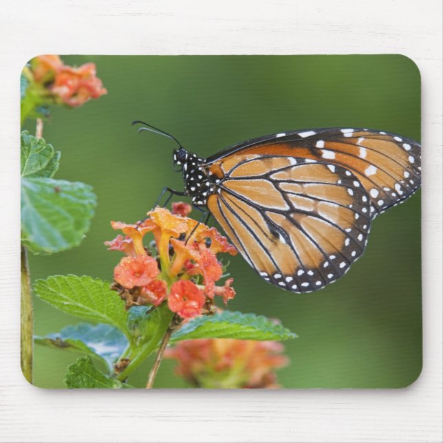 Mousepad Aleitamento de borboletas soldado (Danaus eresimus (Frente)