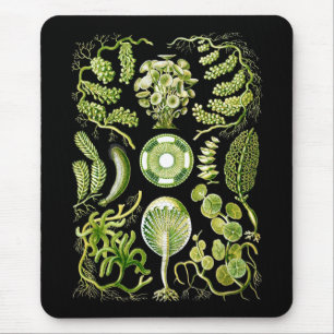 Mousepad Algas