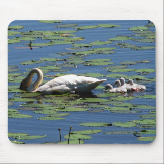 Mousepad Alimentação da cisne & dos Cygnets