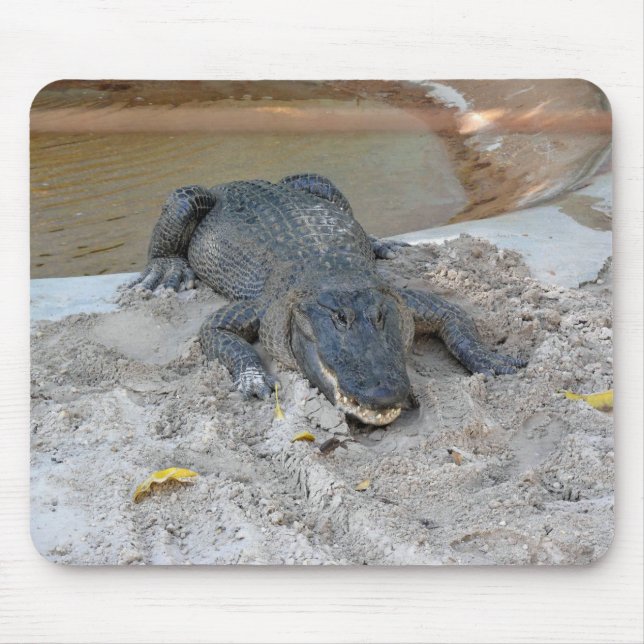 Mousepad Alligator, Fort Lauderdale, Florida (Frente)