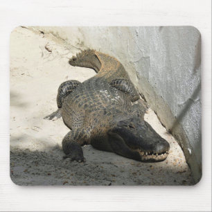 Mousepad Alligator, Fort Lauderdale, Flórida