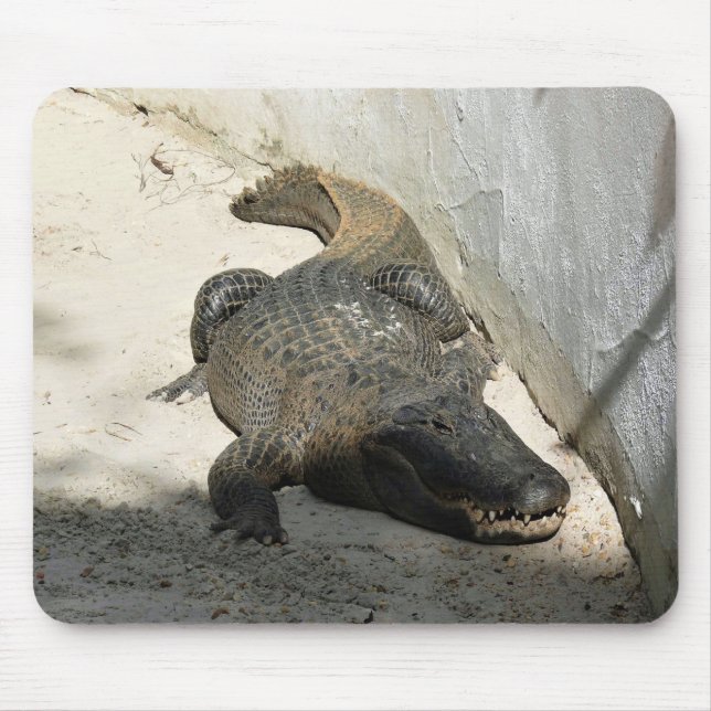 Mousepad Alligator, Fort Lauderdale, Florida (Frente)