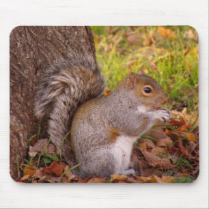 Mousepad Almofada de Mosue do esquilo