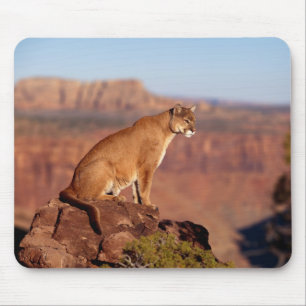 Mousepad Almofada de Rato Leão da Montanha