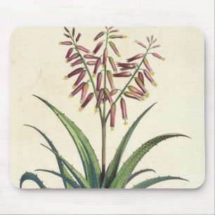 Mousepad Aloés Vera vulgar, de "Phytographia Curiosa", p