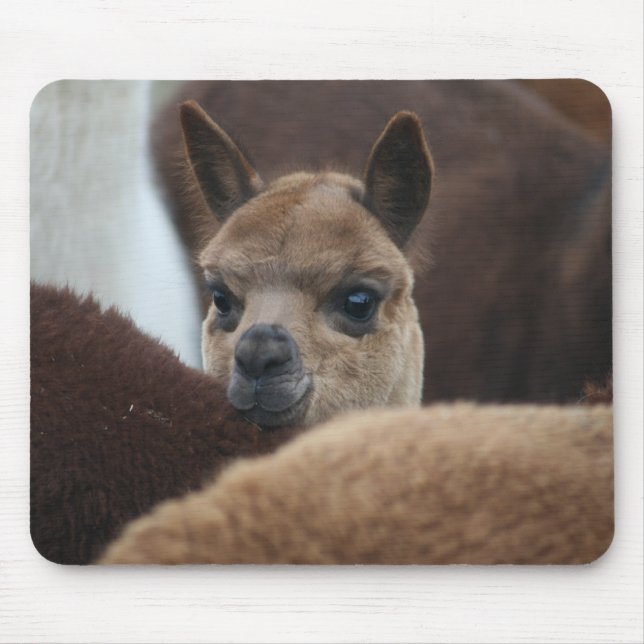 Mousepad Alpaca do bebê (Frente)