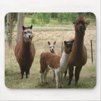 Mousepad Alpacas