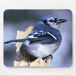 Mousepad Amantes do pássaro de Jay azul
