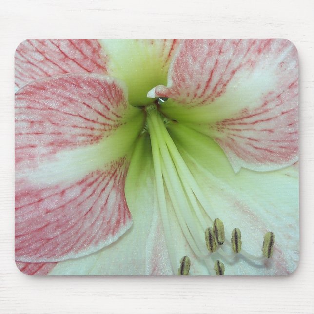 Mousepad Amarílis Aberta Flor de Maçã (Frente)