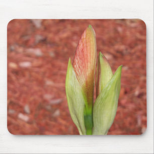 Mousepad Amaryllis Amêndoa de flor da Apple
