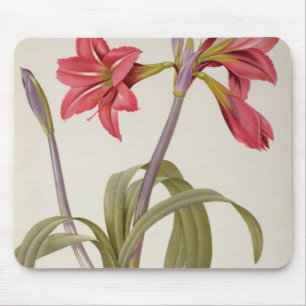 Mousepad Amaryllis Brasiliensis