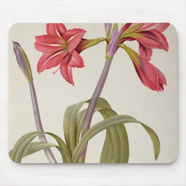 Mousepad Amaryllis Brasiliensis (Frente)