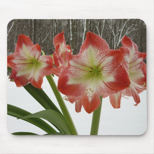 Mousepad Amaryllis no Feriado Vermelho de Neve Floral de in (Frente)