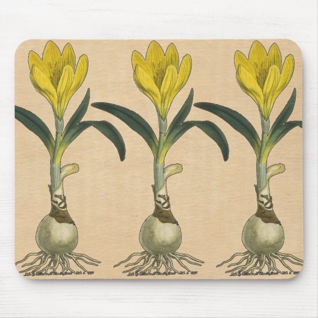 Mousepad Amaryllis Tulip Botanical Garden Flower (Frente)