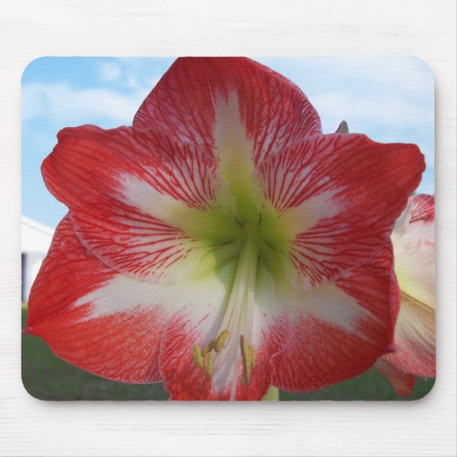 Mousepad Amaryllis vermelho e branco MegaStar (Frente)