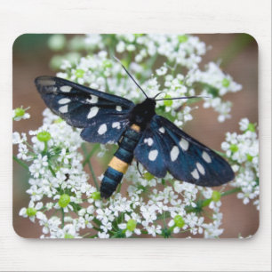 Mousepad Amata phegea