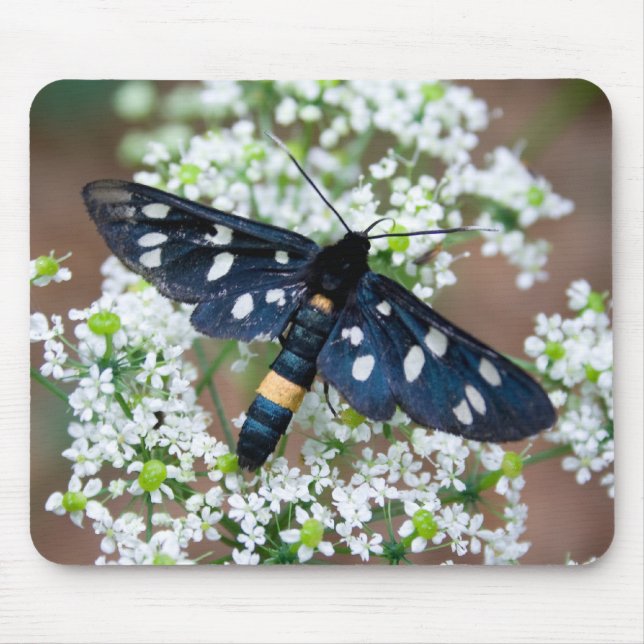 Mousepad Amata phegea (Frente)