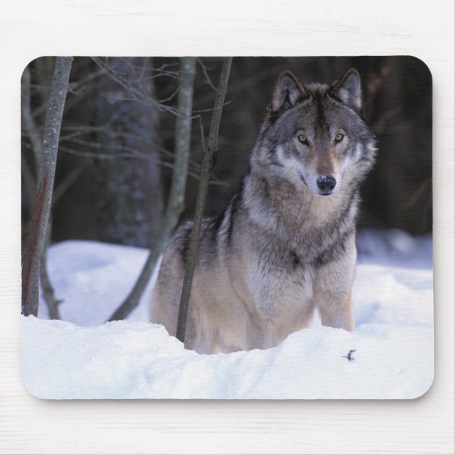 Mousepad América do Norte, Canadá, Canadá Oriental, lobo-Ci (Frente)