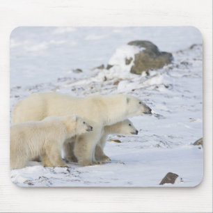 Mousepad América do Norte, Canadá, Manitoba, Churchill. 4