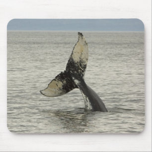 Mousepad América do Norte, EUA, AK, Inside Passage. Jubarte