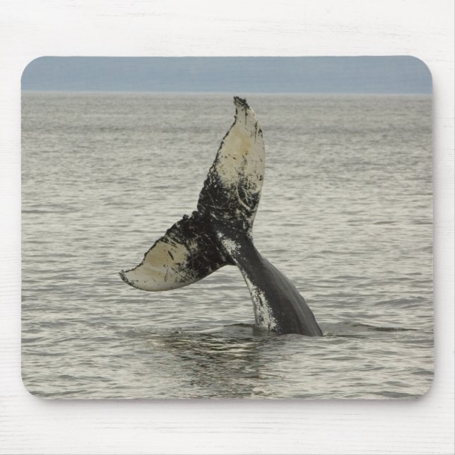 Mousepad América do Norte, EUA, AK, Inside Passage. Jubarte (Frente)
