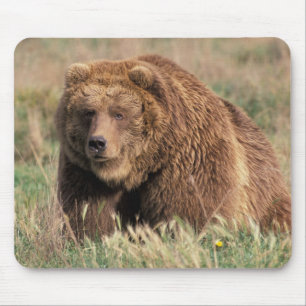 Mousepad América do Norte, EUA, Alasca, Ilha Kodiak,