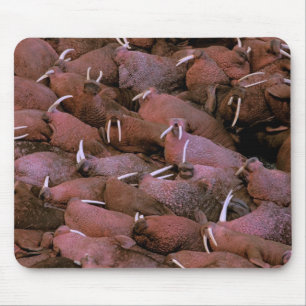 Mousepad América do Norte, EUA, Alasca, Yukon Delta Naciona