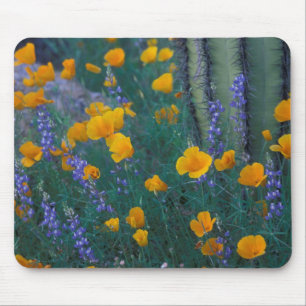 Mousepad América do Norte, EUA, Arizona, Cactus do Cano de 