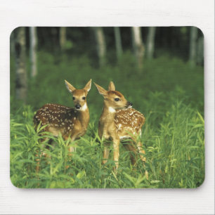 Mousepad América do Norte, EUA, Minnesota. De cauda branca 