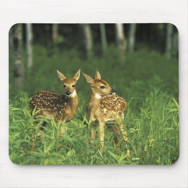 Mousepad América do Norte, EUA, Minnesota. De cauda branca  (Frente)