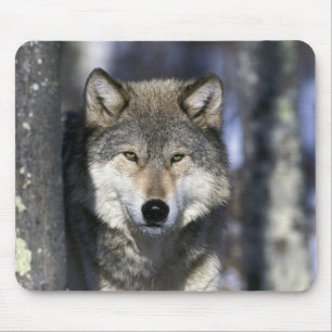 Mousepad América do Norte, EUA, Minnesota. Lobo Canis