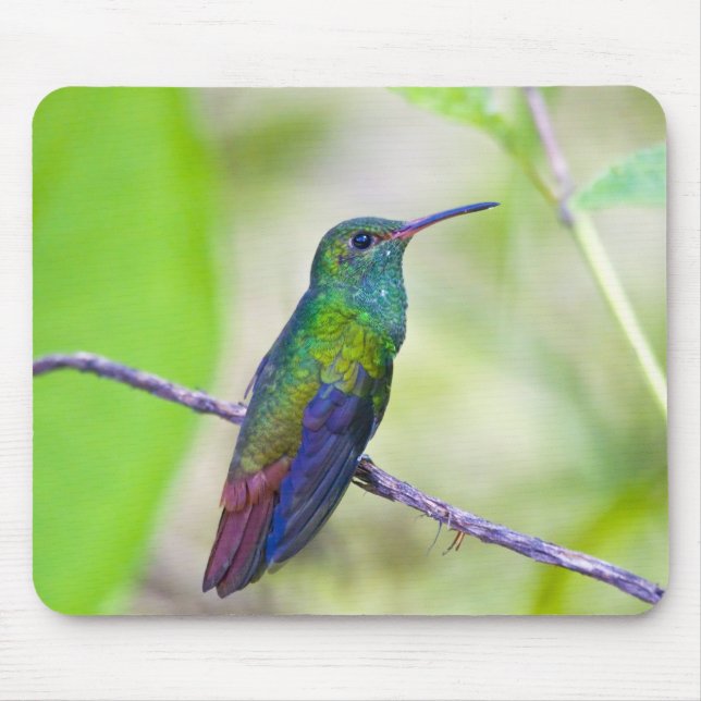 Mousepad América do Sul, Costa Rica, Sarapiqui, La Selva (Frente)