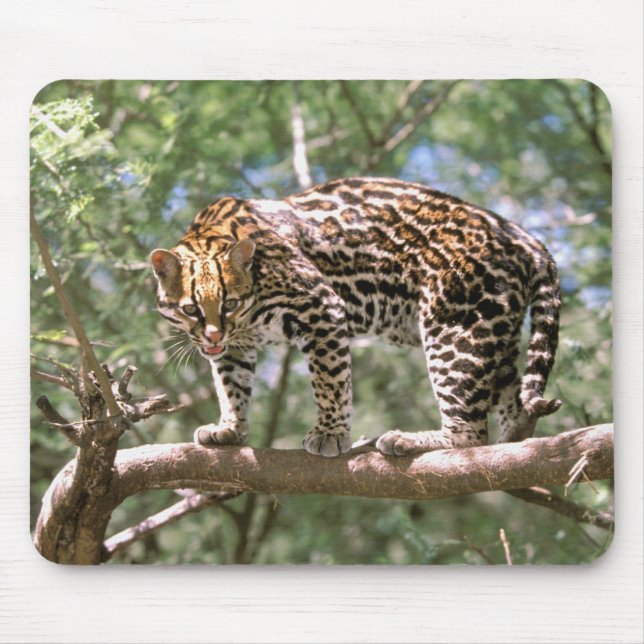 Mousepad América do Sul, Equador, Amazônia. Ocelote (Frente)