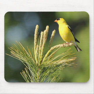 Mousepad American Goldfinch sobre o Pad do Mouse