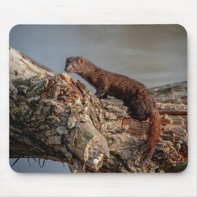 Mousepad American Mink (Frente)