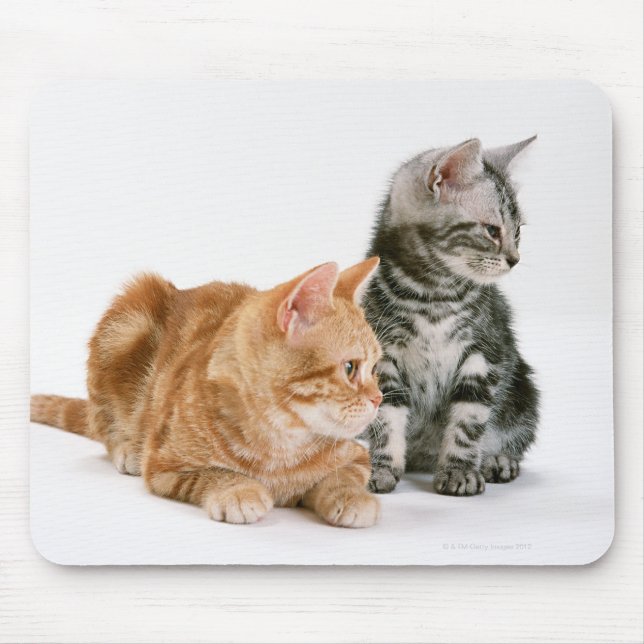 Mousepad American Shorthair Cat 2 (Frente)