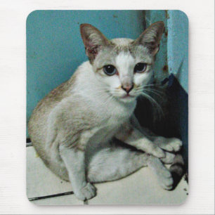 Mousepad Amigo de Gato Siamês