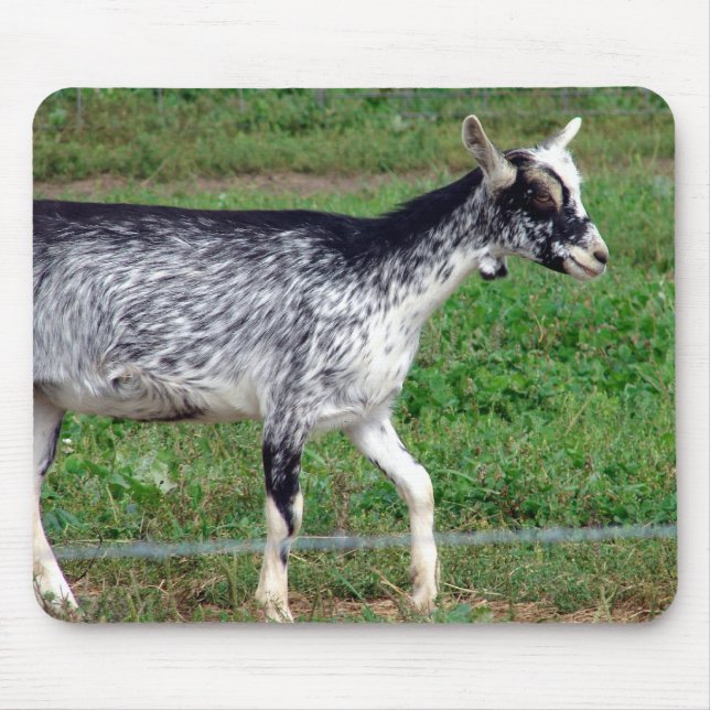 Mousepad Amish Goat (Frente)
