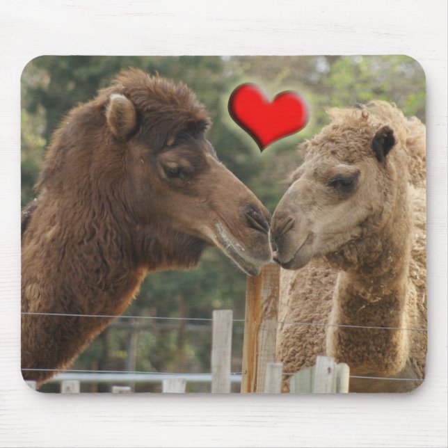 Mousepad AMOR do camelo - NENHUNS LIMITES (Frente)