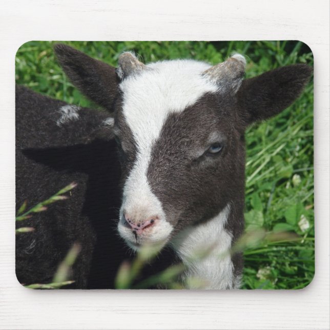 Mousepad Amy's Lamb (Frente)