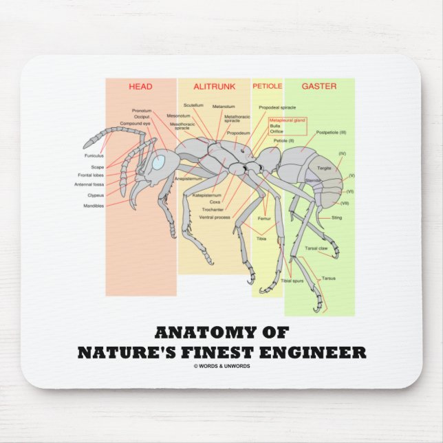 Mousepad Anatomia da Entomologia do Engenheiro Mais Fino da (Frente)