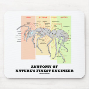 Mousepad Anatomia da mais bela entomologia do Engenheiro da