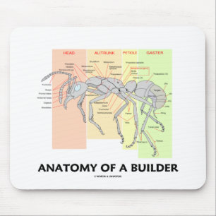 Mousepad Anatomia de um construtor (anatomia da formiga do