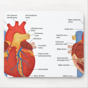 Mousepad Anatomia do coração humano