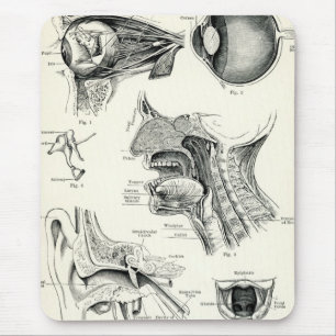 Mousepad Anatomia - sentidos do ser humano