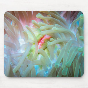 Mousepad Anêmona de mar colorido