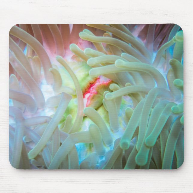 Mousepad Anêmona de mar colorido (Frente)