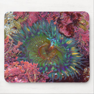 Mousepad Anêmona verde de Amzing