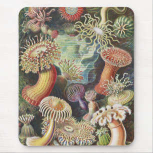 Mousepad Anêmonas do Mar, Actiniae Seeanemonen Ernst Haeck